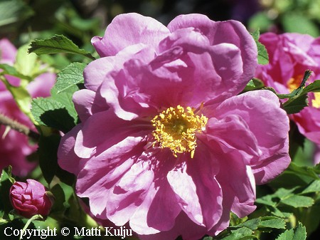 Rosa Rugosa-Ryhm� 'Martta'
